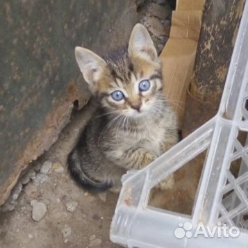 Котята ищут дом