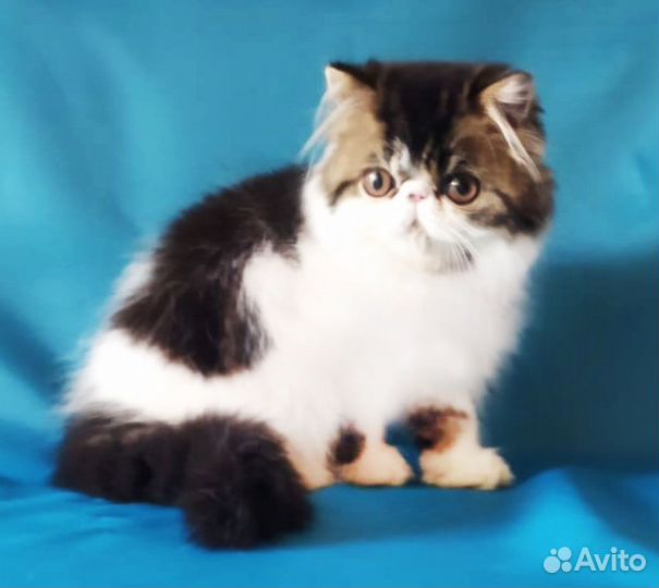Персидский котенок