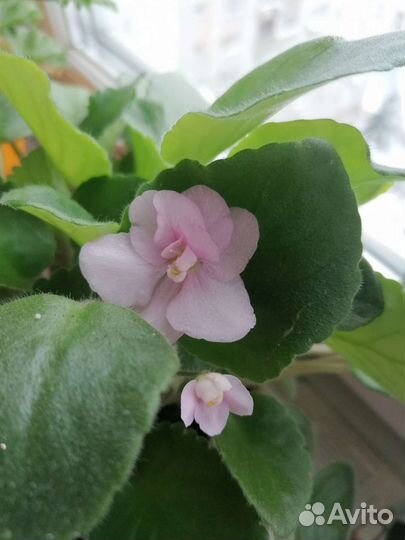 Lilian Jarrett Лист фиалки срез