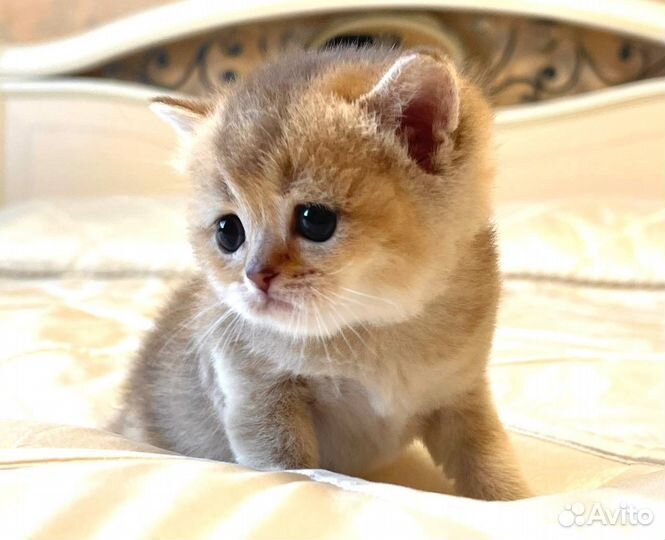 Золотая шишилла Кошечка 1 мес