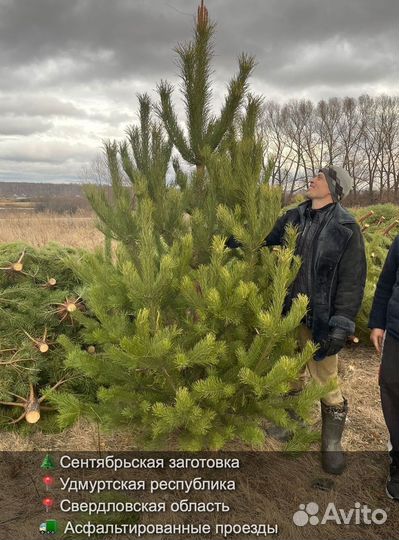 Сосна сентябрьская рождественская оптом