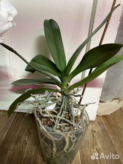 Орхидея фаленопсис мультифлора