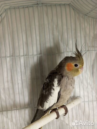 Попугай корелла, птенцы от 2-х месяцев,мальчишки