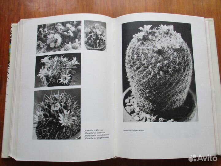 Колючее чудо - книга о кактусах