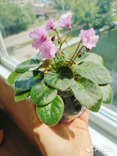 Фиалка-мини