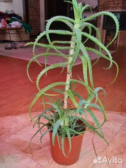 Алоэ столетник