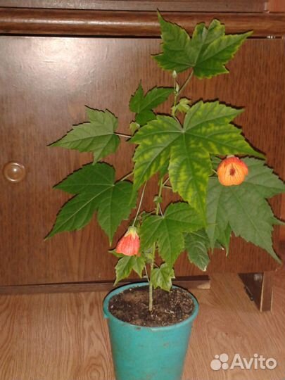 Комнатный клен (абутилон)