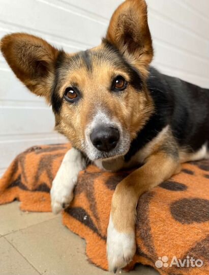 Красавец Рыжик в добрые руки