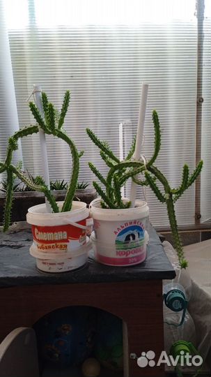 Кактус гуэрния