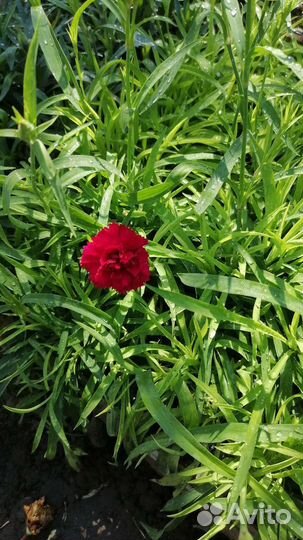 Гвоздика ампельная