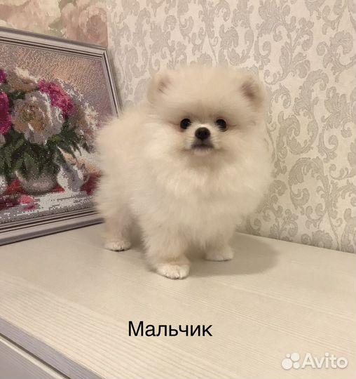 Да чего же хороши наши крохи-малыши