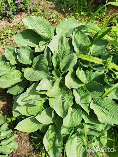 Хосты разные