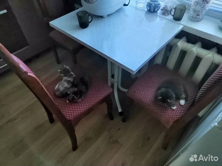 Котята в добрые руки даром