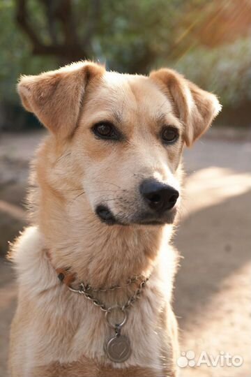 Собачка в добрые руки