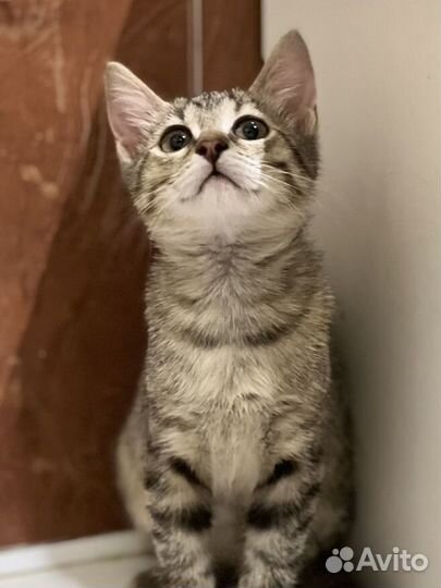 Котята в добрые руки бесплатно