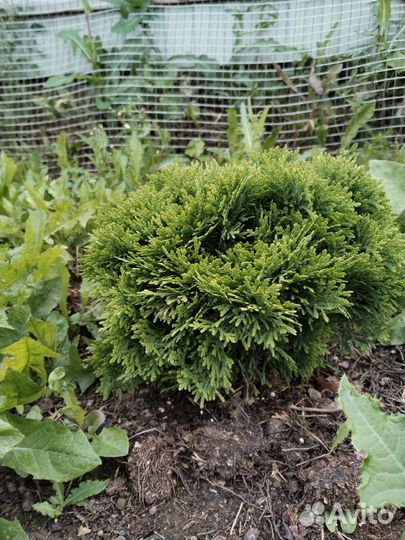 Туя шаровидная даника