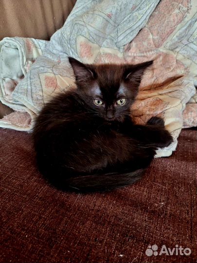 Британские котята