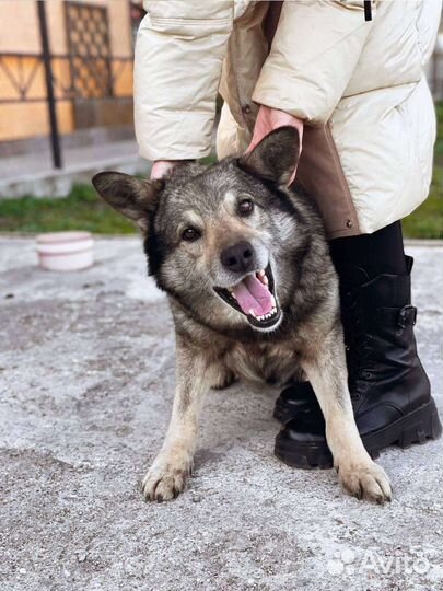 Найдена собака