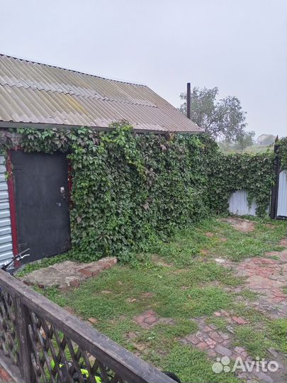 Девичий виноград