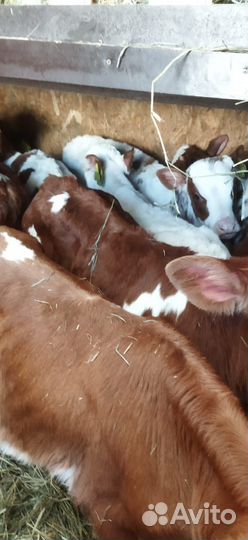 Телята доставка