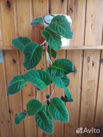 Глоксиния красная