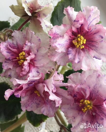 Сортовые фиалки