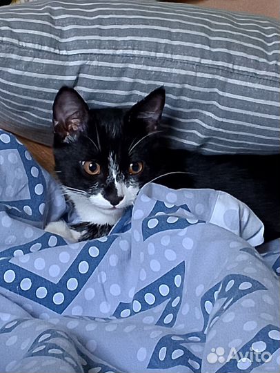 Котенок 5-6 месяцев