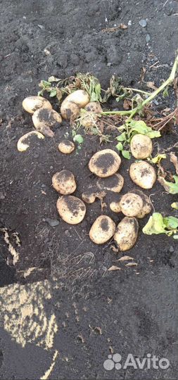 Зерно, дробленка, картофель