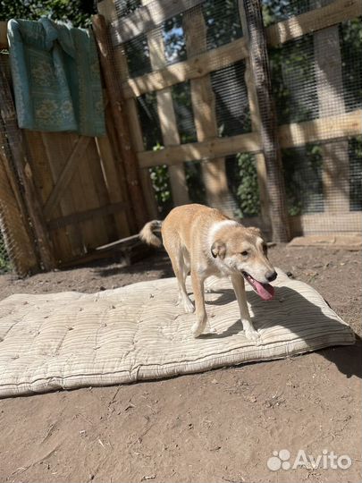 Собаки бесплатно в добрые руки щенки