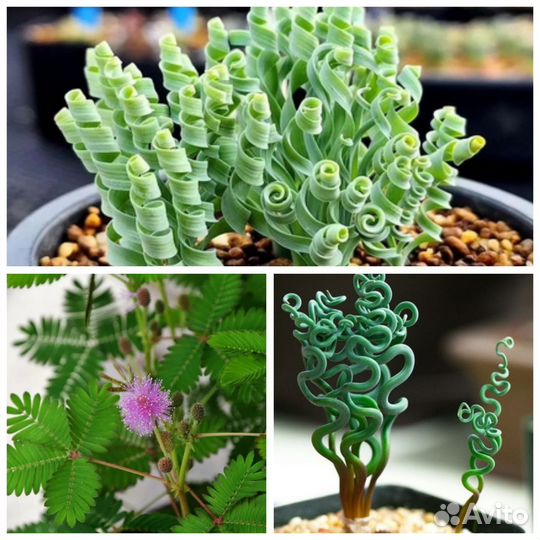 Семена Альбука Спиральная и Конкордиан, мимоза