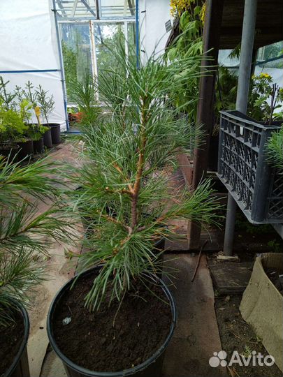 Сибирская кедровая сосна (Кедр)