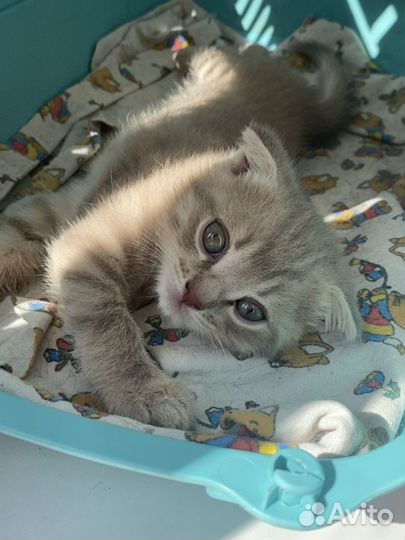 Вислоухая кошка