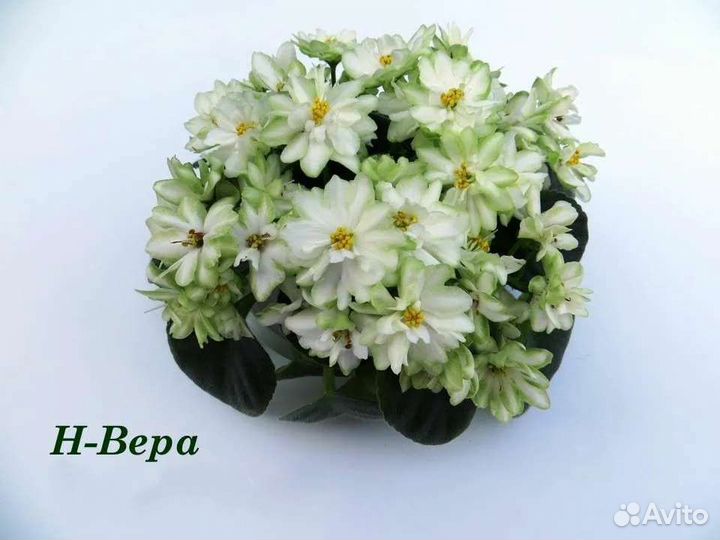 Фиалочки сортовые. Детки, листы