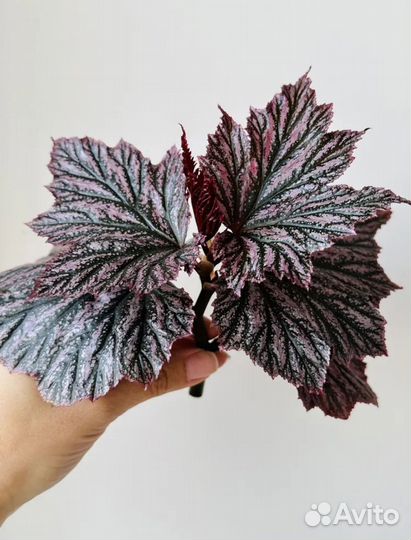 Отдам бесплатно бегонию