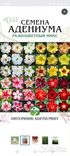 Рассада цветов комнатных