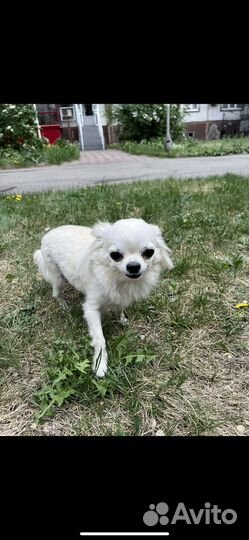 Чихуахуа девочка