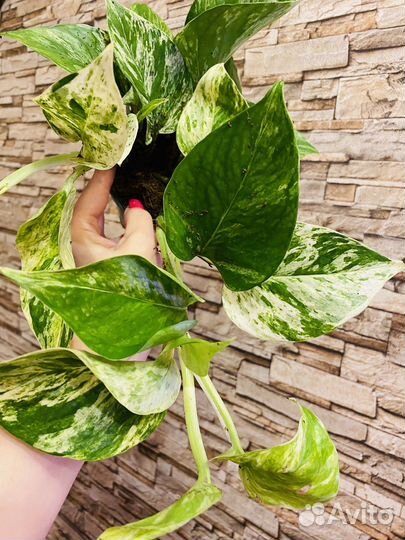 Сциндапсусы и эпипремнумы