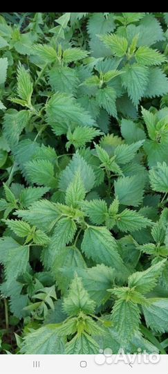 Сушённые одуванчики, крапива, мята