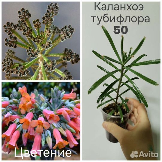 Суккуленты