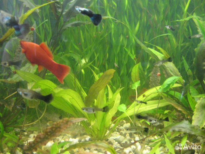 Моллинезии и растения