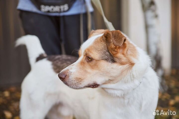 Пес Белочек ищет дом