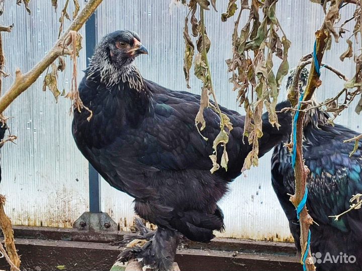 Инкубационное яйцо кур брама