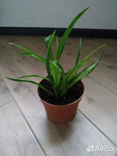 Хлорофитум