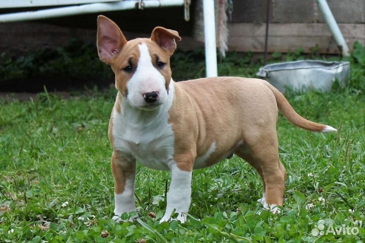 Стандартный бультерьер