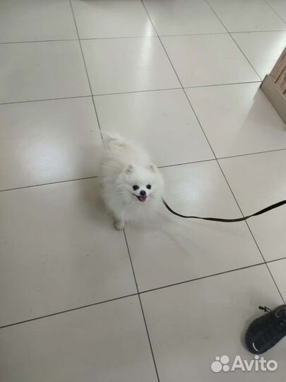 Белый шпиц для вязки