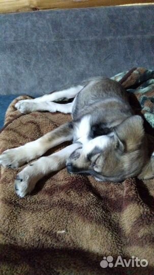 Спальчарка