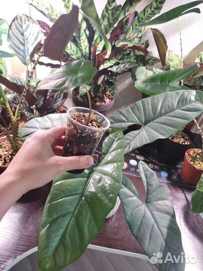 Алоказия Коразон