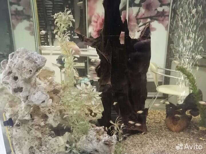 Рыбки цихлиды