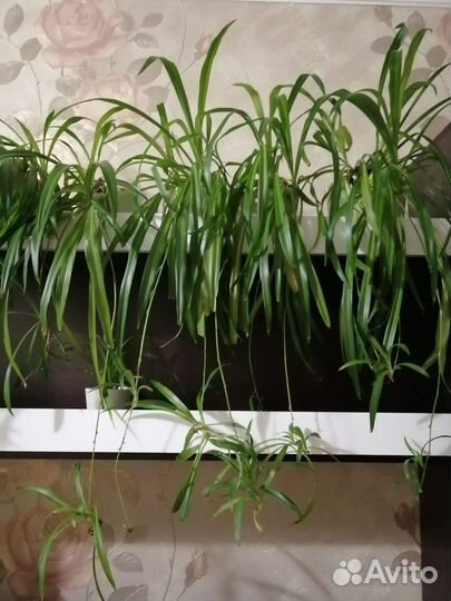 Хлорофитум