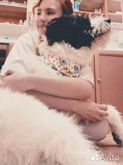 Зооняня. Выгул собак